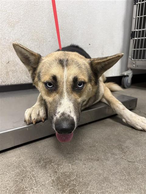 Shelter Stray Male Dog last seen Near BLOCK W CALIFORNIA AVE FRESNO CA 93706, 5277 E Airways Blvd, Fresno, CA 93727, USA