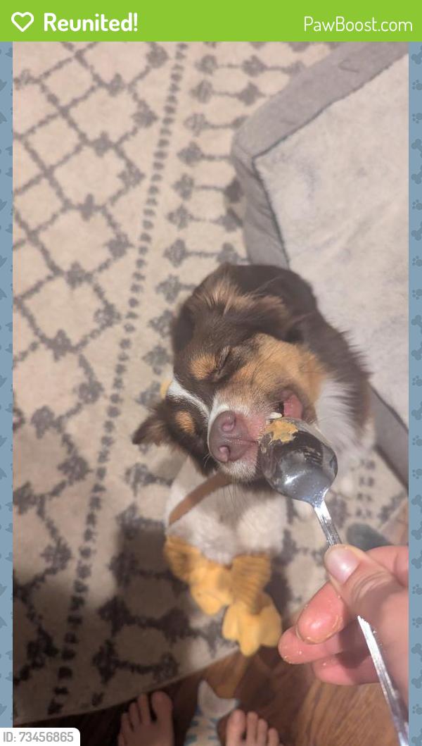 Reunited Female Dog last seen corner of Virnankay and Pauline in Ann Arbor, MI, Ann Arbor, MI 48103