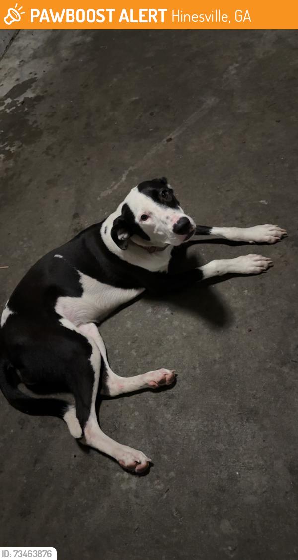 Found/Stray Female Dog last seen Gwinnett school, Hinesville, GA 31313