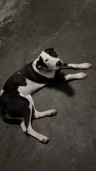 Found/Stray Female Dog last seen Gwinnett school, Hinesville, GA 31313