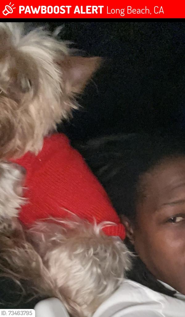 Lost Female Dog last seen between 7th & 8th street! GAVIOTA, Long Beach, CA 90813
