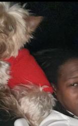 Lost Female Dog last seen between 7th & 8th street! GAVIOTA, Long Beach, CA 90813