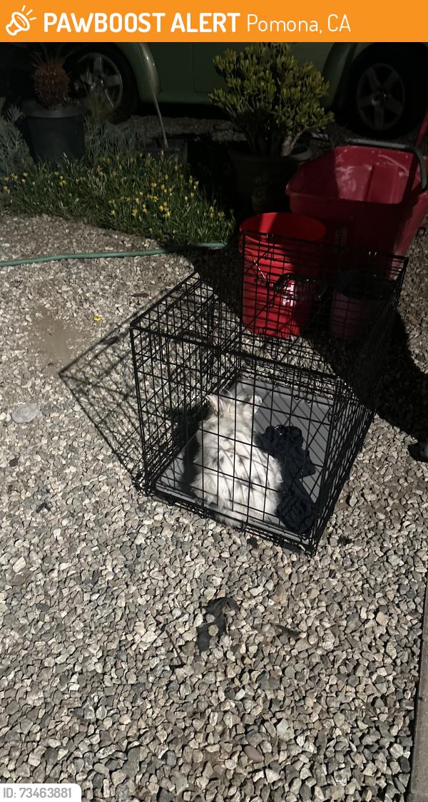 Found/Stray Unknown Rabbit last seen Residental area, Pomona, CA 91767