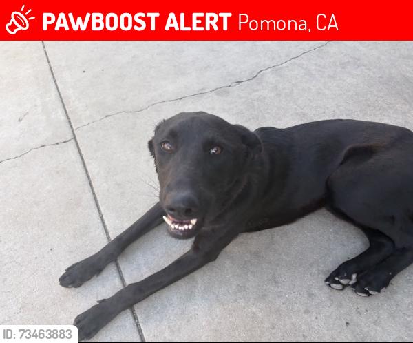 Lost Male Dog last seen San Bernardino ave and Raylene Pl, Pomona, CA 91767
