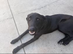 Lost Male Dog last seen San Bernardino ave and Raylene Pl, Pomona, CA 91767