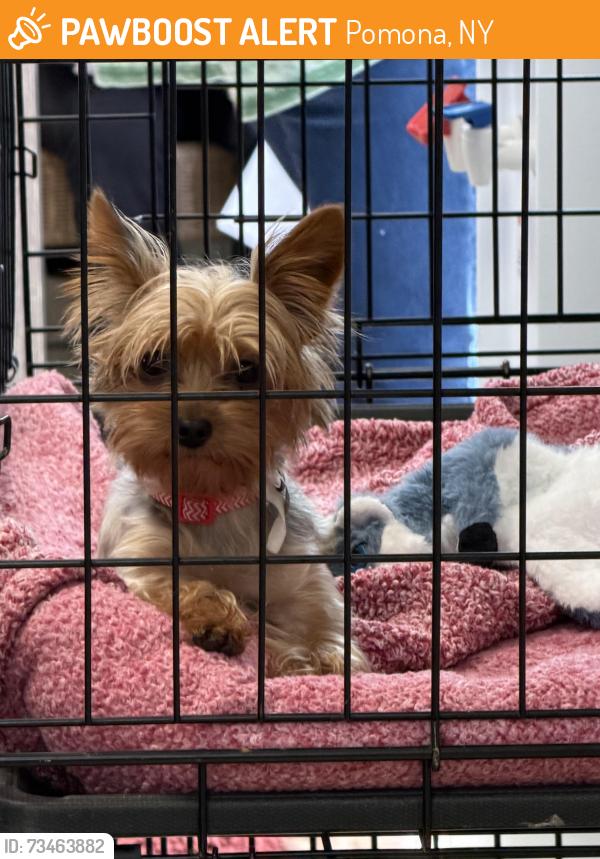 Found/Stray Female Dog last seen Ladentown Rosd, NY 10970, Pomona, NY 10984
