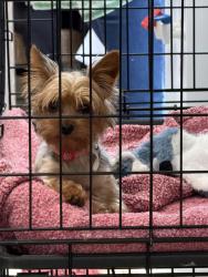 Found/Stray Female Dog last seen Ladentown Rosd, NY 10970, Pomona, NY 10984