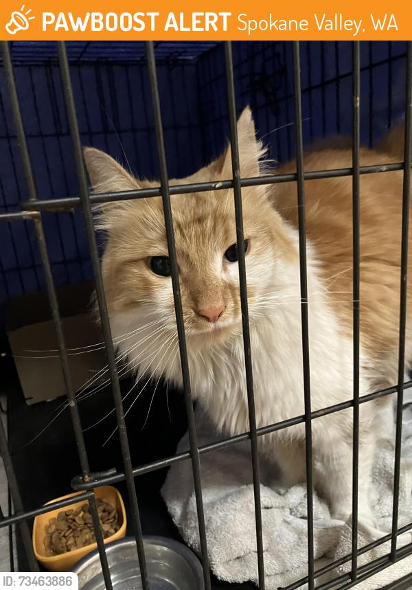 Found/Stray Unknown Cat last seen Argonne near a traintracks by liberty tax, Spokane Valley, WA 99206