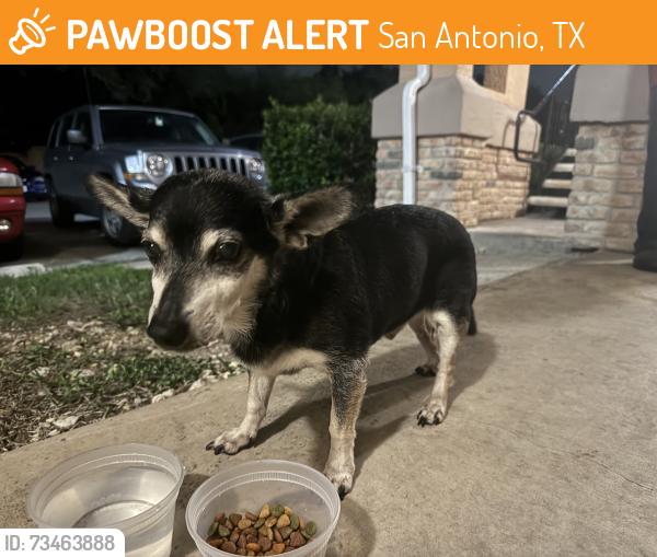 Found/Stray Male Dog last seen Budget suites, San Antonio, TX 78229