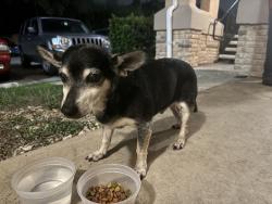 Found/Stray Male Dog last seen Budget suites, San Antonio, TX 78229