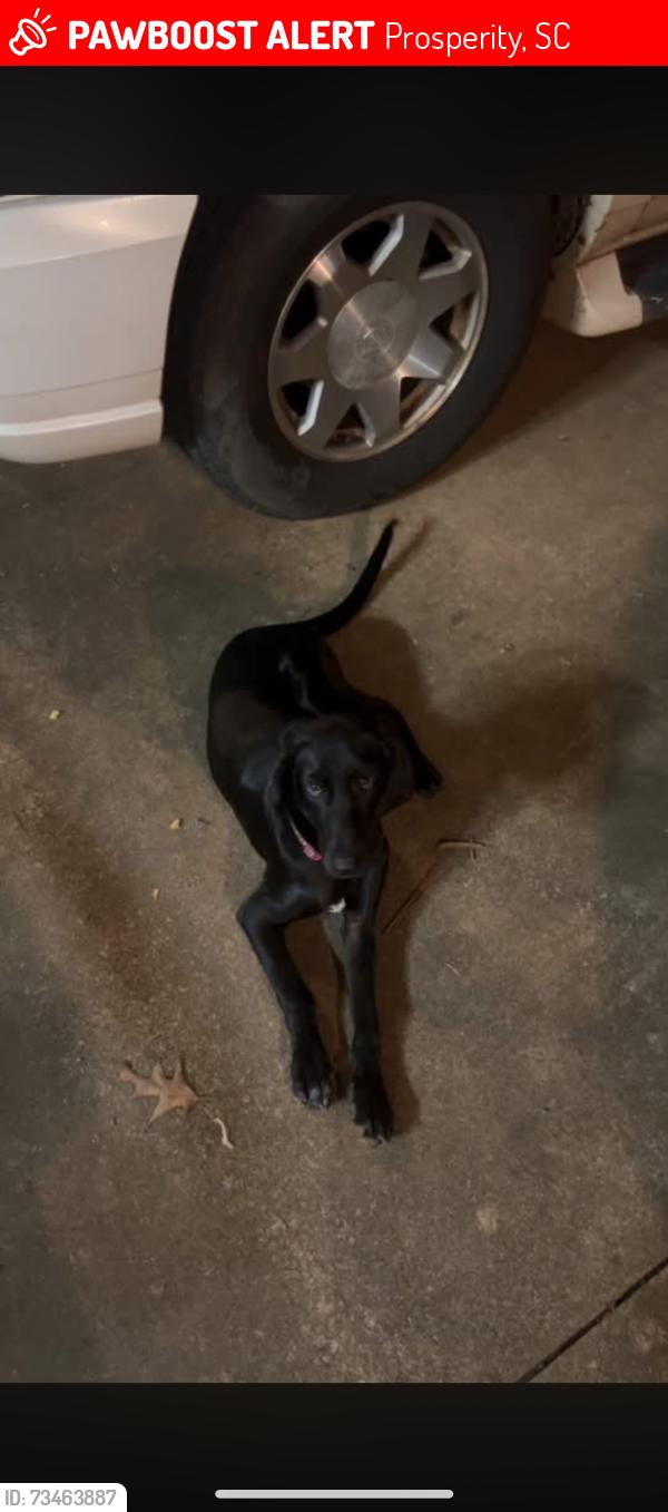 Lost Male Dog last seen Counts Road, Hwy391, Sligh’s Suprette, Prosperity, SC 29127