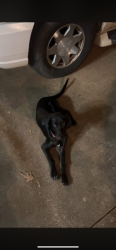Lost Male Dog last seen Counts Road, Hwy391, Sligh’s Suprette, Prosperity, SC 29127