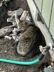 Lost Male Cat last seen Golden Gardens Park, Eugene, OR 97402