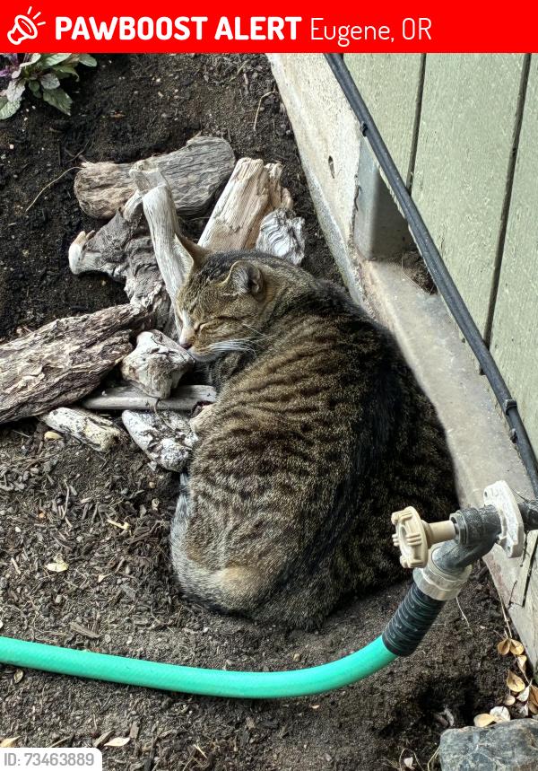 Lost Male Cat last seen Golden Gardens Park, Eugene, OR 97402