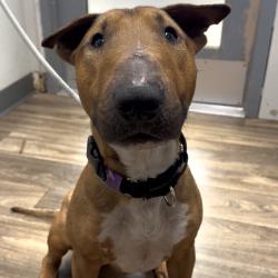 Shelter Stray Male Dog last seen Near 54 Street, San Diego, CA, 92105, 5500 Gaines St, San Diego, CA 92110, USA