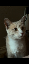 Lost Male Cat last seen 52nd and Western, Oklahoma City, OK 73109