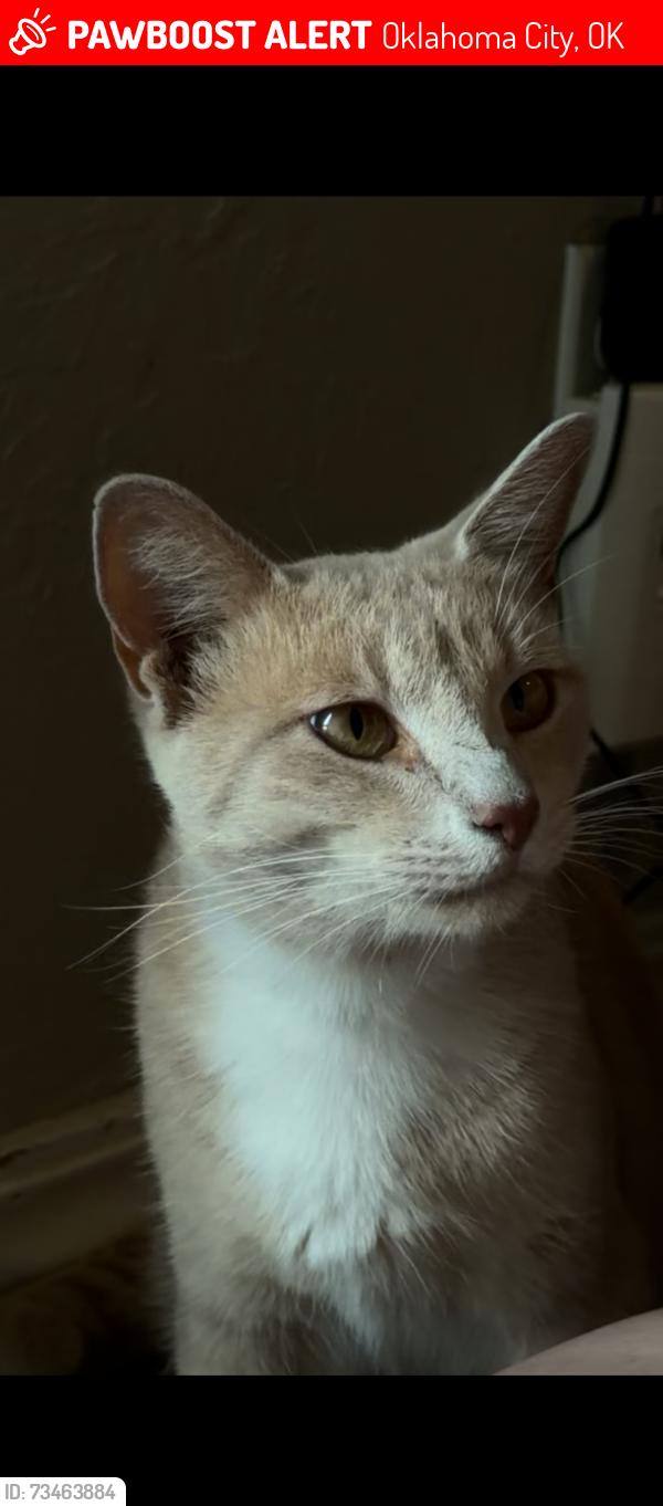 Lost Male Cat last seen 52nd and Western, Oklahoma City, OK 73109