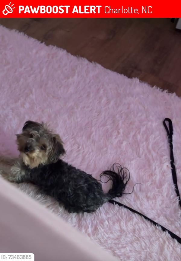 Lost Female Dog last seen Mcalway rd near a brick home. across from Mcalway Manor condmnium, Charlotte, NC 28211