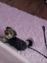 Lost Female Dog last seen Mcalway rd near a brick home. across from Mcalway Manor condmnium, Charlotte, NC 28211
