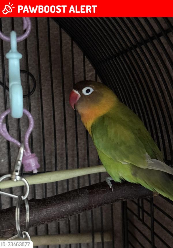 Lost Female Bird last seen bailey’s crossroads area near barcroft view terr, Bailey's Crossroads, VA 22041