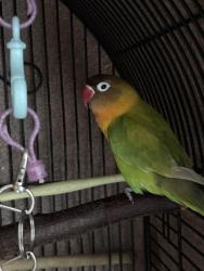 Lost Female Bird last seen bailey’s crossroads area near barcroft view terr, Bailey's Crossroads, VA 22041
