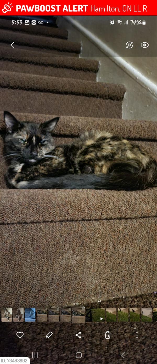 Lost Female Cat last seen Campbell and Barton, Hamilton, ON L8L 7R1
