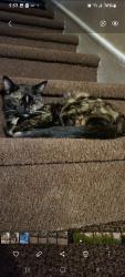 Lost Female Cat last seen Campbell and Barton, Hamilton, ON L8L 7R1