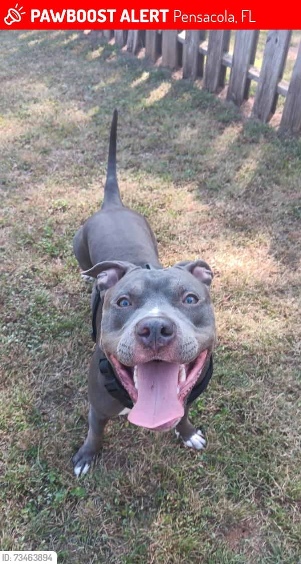 Lost Female Dog last seen Royce st and 9th, Pensacola, FL 32503