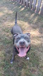 Lost Female Dog last seen Royce st and 9th, Pensacola, FL 32503