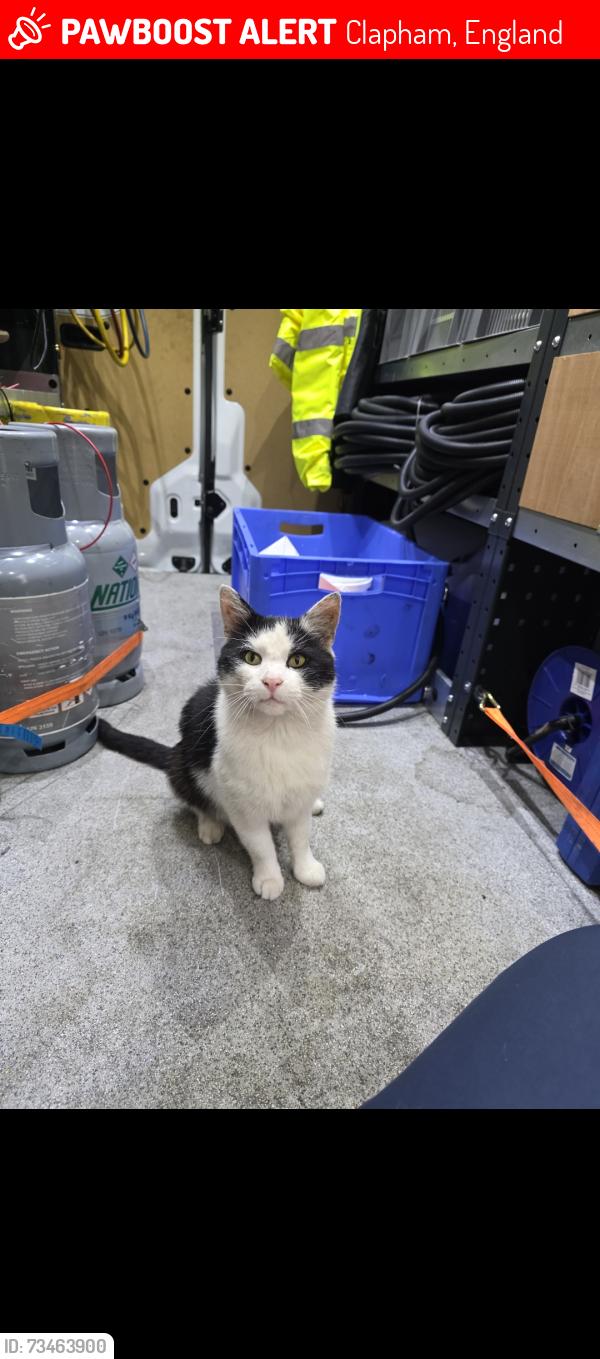 Lost Male Cat last seen Milton road, Clapham, England 