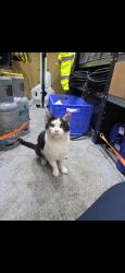 Lost Male Cat last seen Milton road, Clapham, England 