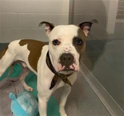 Shelter Stray Male Dog last seen Near, 5001 E Raymond St, Indianapolis, IN 46203, USA
