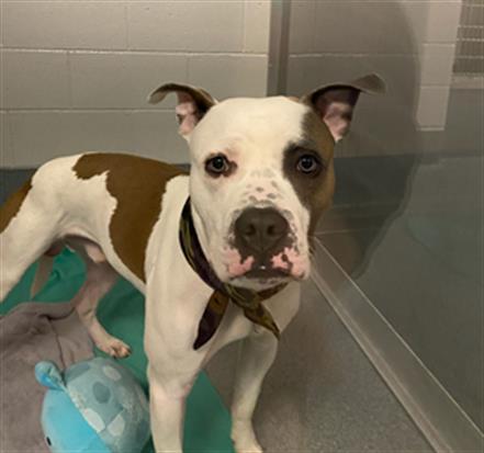 Shelter Stray Male Dog last seen Near, 5001 E Raymond St, Indianapolis, IN 46203, USA