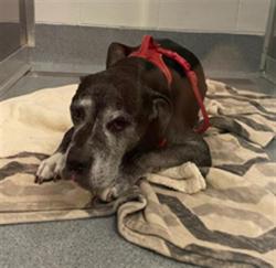 Shelter Stray Male Dog last seen Near, 5001 E Raymond St, Indianapolis, IN 46203, USA