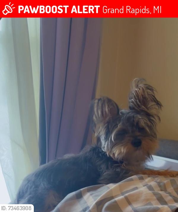 Lost Female Dog last seen Center, Grand Rapids, MI 49505