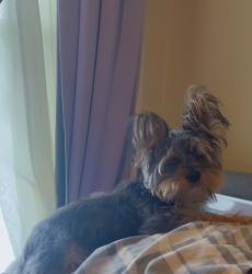 Lost Female Dog last seen Center, Grand Rapids, MI 49505