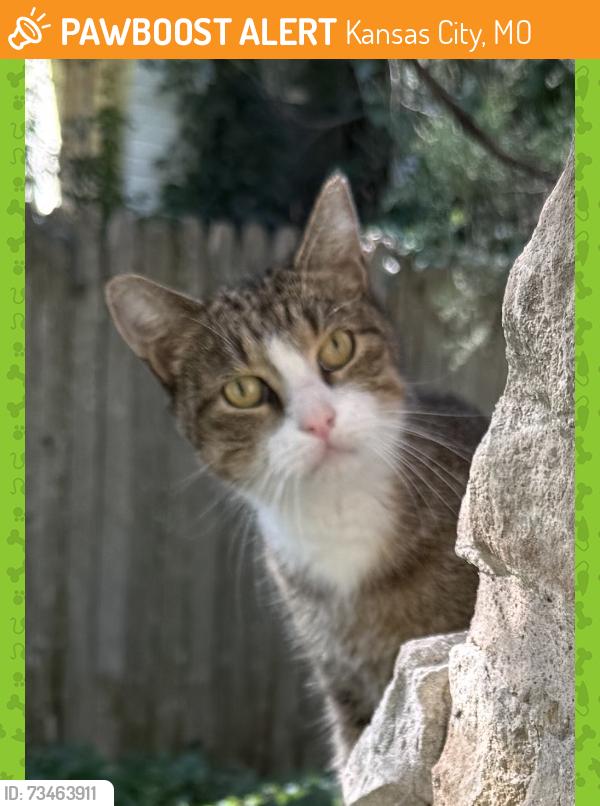 Found/Stray Unknown Cat last seen 61st & Holmes, Kansas City, MO 64110
