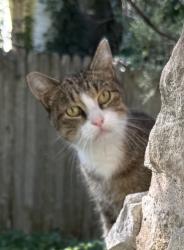 Found/Stray Unknown Cat last seen 61st & Holmes, Kansas City, MO 64110