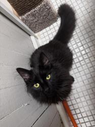 Found/Stray Unknown Cat last seen Becker Terrace between Springfield and Elmwood Ave, Irvington, NJ 07111