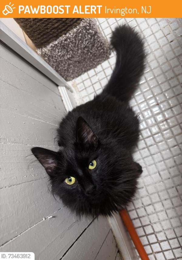 Found/Stray Unknown Cat last seen Becker Terrace between Springfield and Elmwood Ave, Irvington, NJ 07111