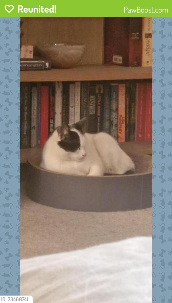 Reunited Female Cat last seen Horton Road, Platt Lane, Yew Tree Road, Greater Manchester, England M14 7QB