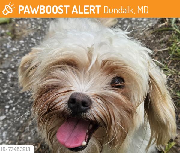 Found/Stray Female Dog last seen Railway and Tolson Ave, Dundalk, MD 21222