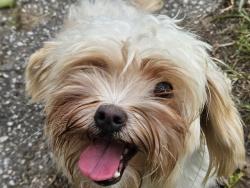 Found/Stray Female Dog last seen Railway and Tolson Ave, Dundalk, MD 21222