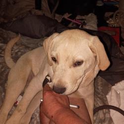 Reunited Male Dog last seen 26th ave & Barbur blvd, Portland, OR 97219