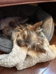 Reunited Male Dog last seen Diamond park 98682, Vancouver, WA 98682