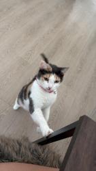 Lost Female Cat last seen Caroline at Roger’s Ranch, San Antonio, TX 78257