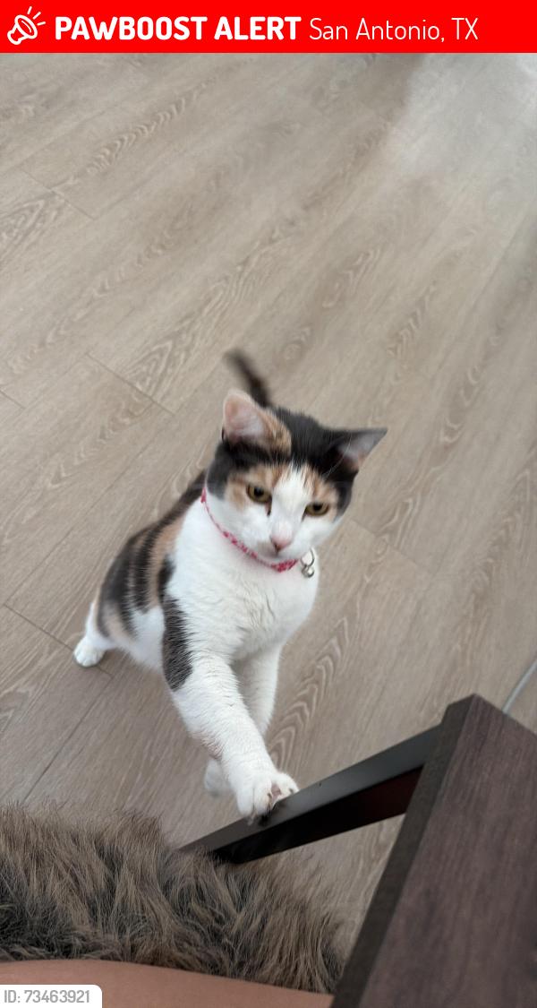 Lost Female Cat last seen Caroline at Roger’s Ranch, San Antonio, TX 78257