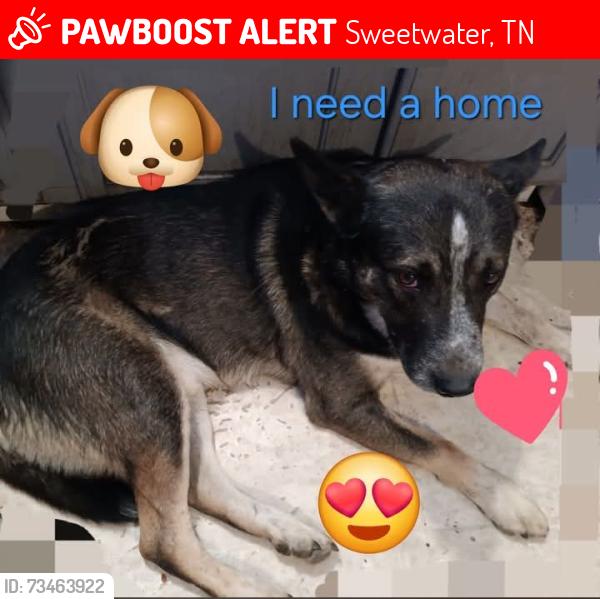 Lost Male Dog last seen Sweetwater, tn, Sweetwater, TN 37874