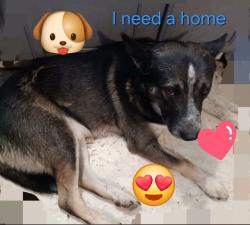 Lost Male Dog last seen Sweetwater, tn, Sweetwater, TN 37874