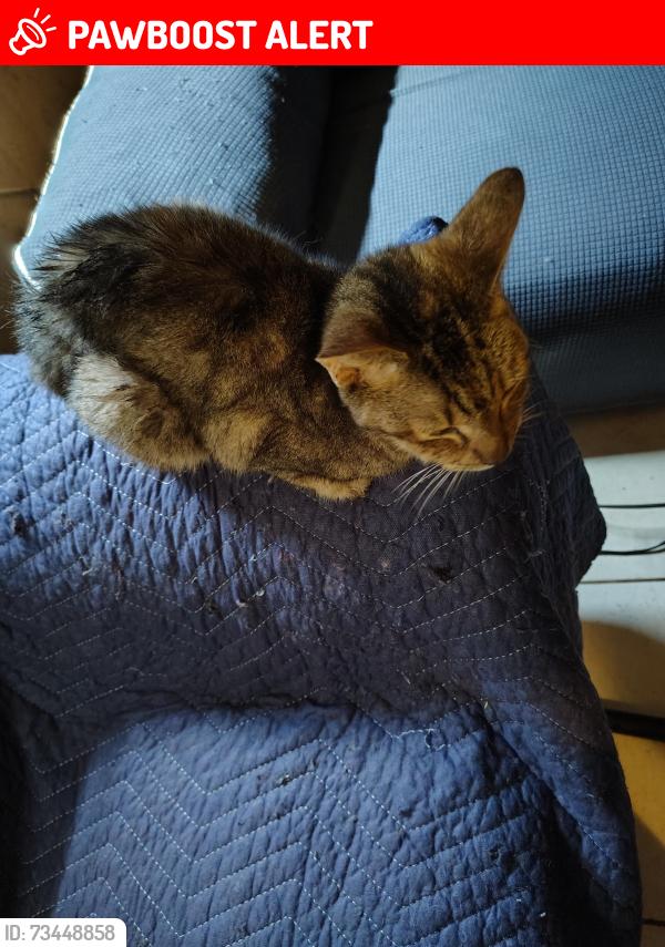 Lost Female Cat last seen Alameda, Jalapa Dr. BVL, Buena Ventura Lakes, FL 34743